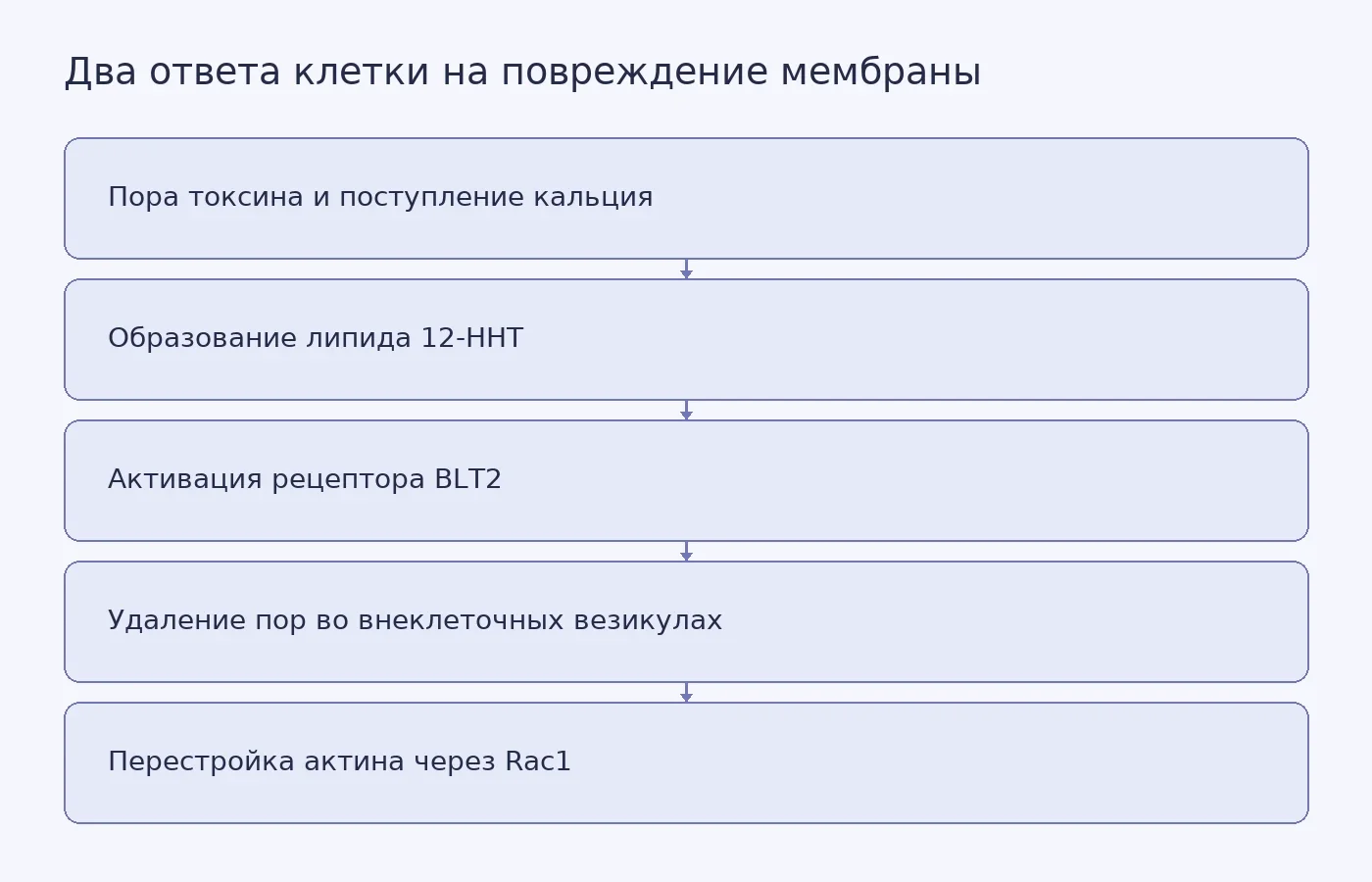 Схема показывает последовательность от повреждения мембраны бактериальным токсином до удаления повреждённых фрагментов и укрепления клетки через путь 12-HHT/BLT2