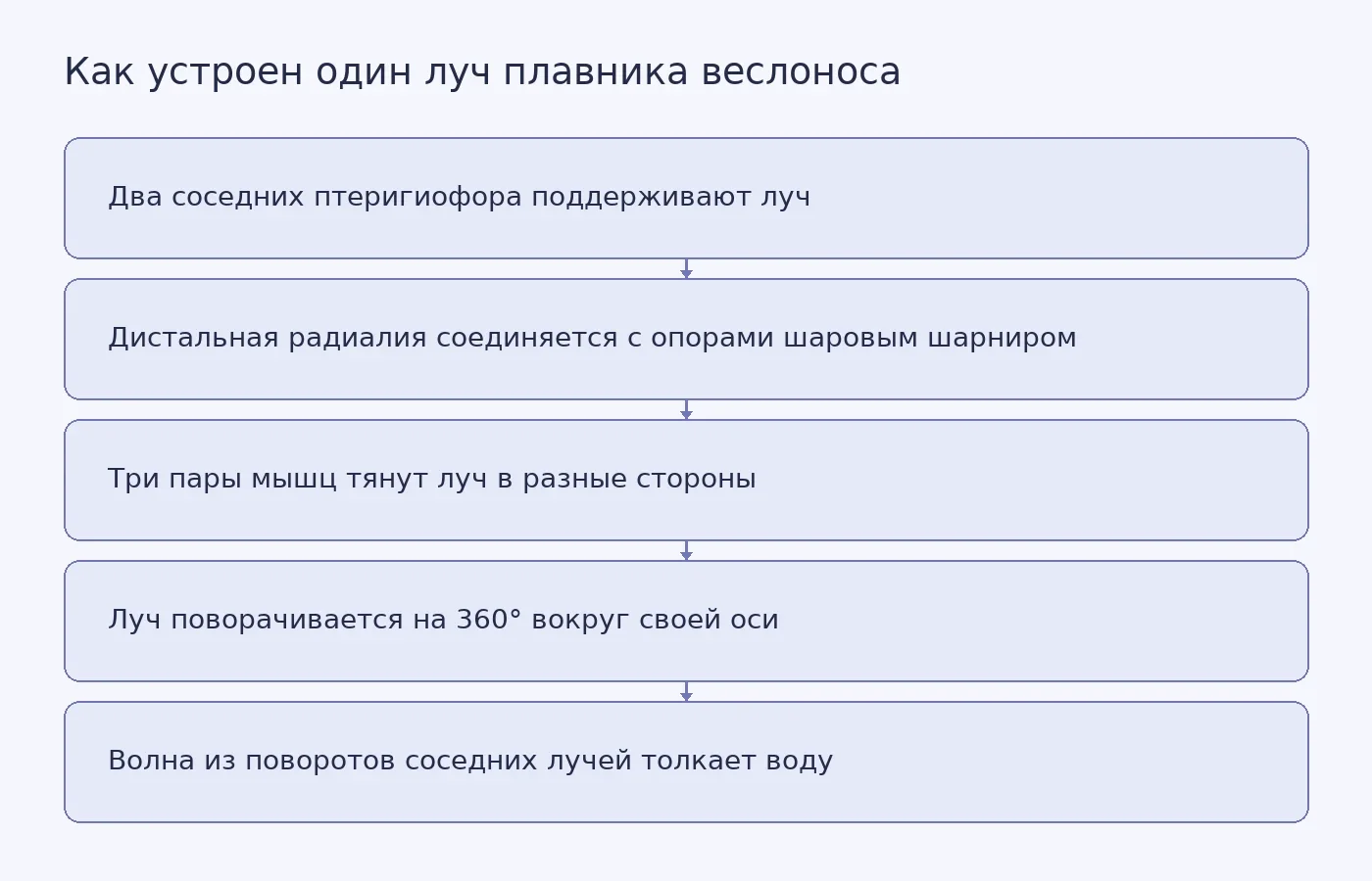 Схема мышечно-скелетного блока спинного плавника веслоноса: две опоры, дистальная радиалия с шаровым шарниром, мышцы и вращающийся луч
