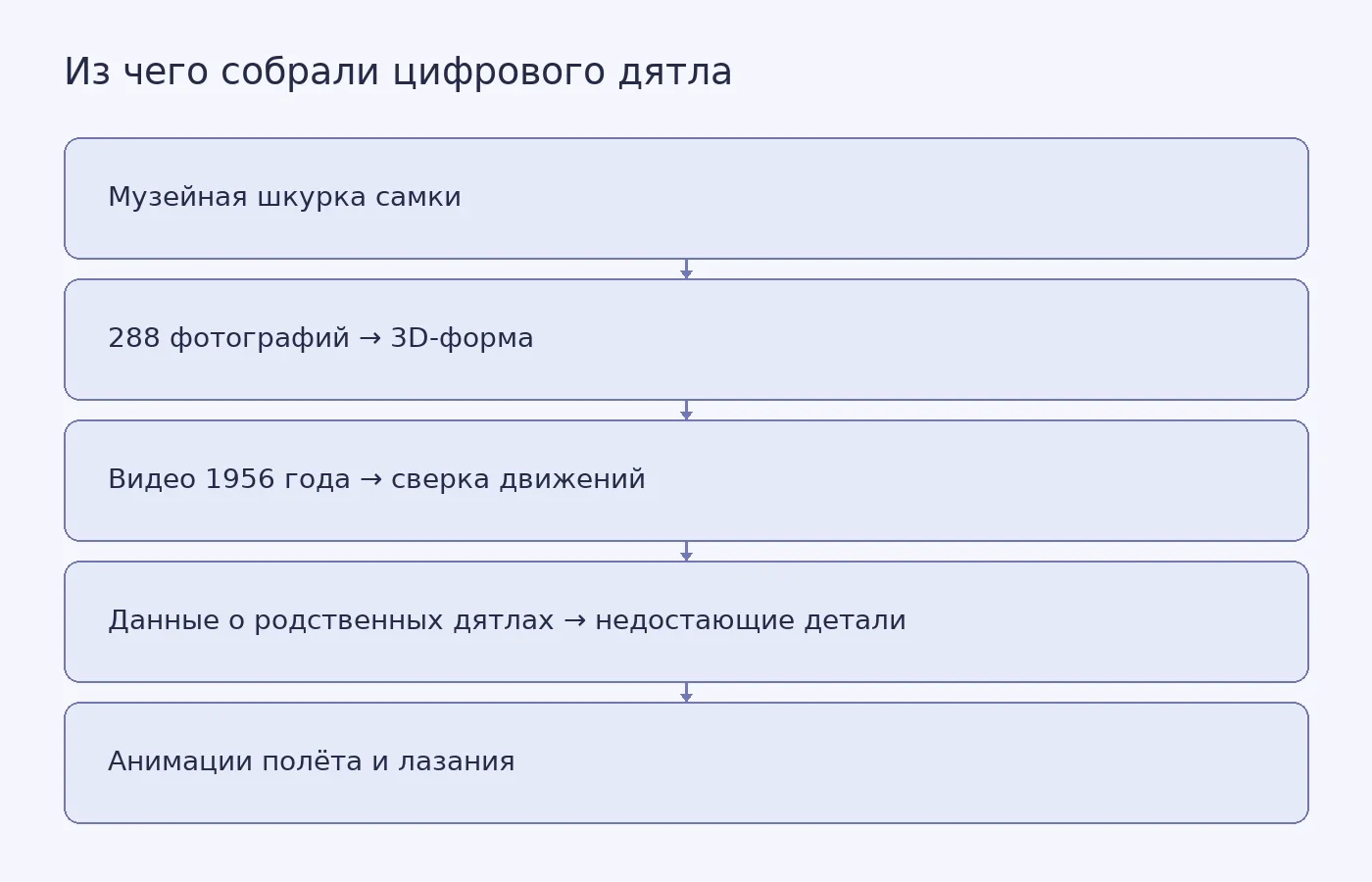 Схема показывает, какие музейные, фотографические и поведенческие данные использовали для создания модели и анимаций императорского дятла.
