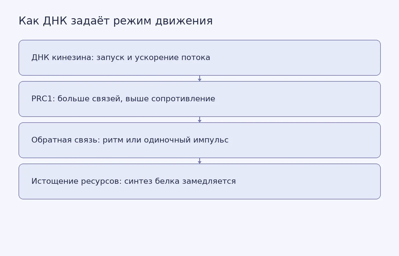 Схема показывает, как инструкции для кинезина, PRC1 и белка-подавителя меняют движение микротрубочек и как истощение ресурсов ограничивает синтез белка.