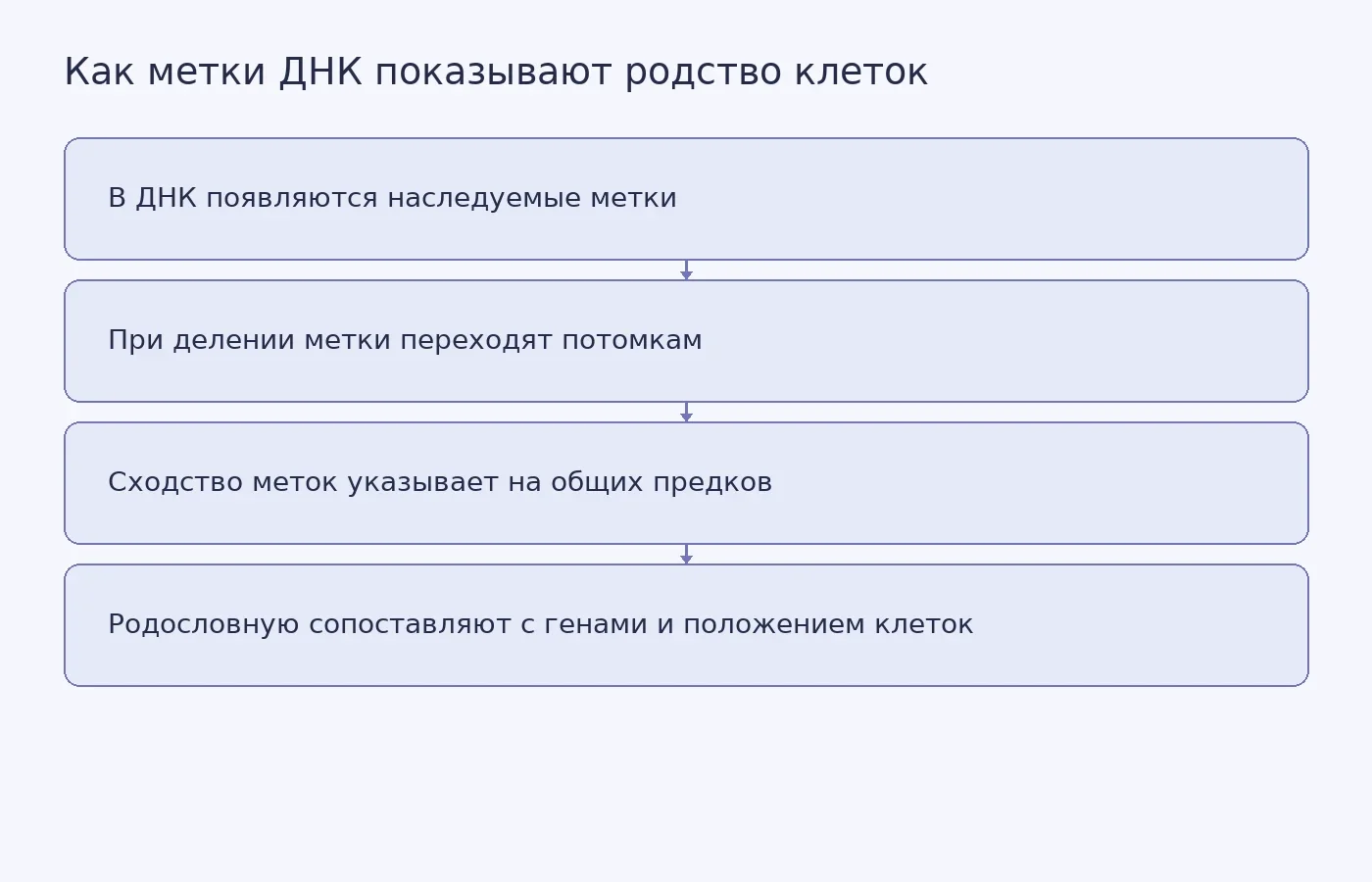 Схема принципа PEtracer: наследуемые изменения ДНК помогают восстановить родословные клеток и связать их с активностью генов и положением в эмбрионе.